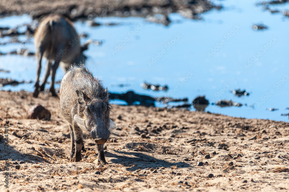 Fototapeta premium Closeup of a group of Common Warthogs - Phacochoerus africanus- near a waterhole of Etosha. Etosha National Park, Namibia.