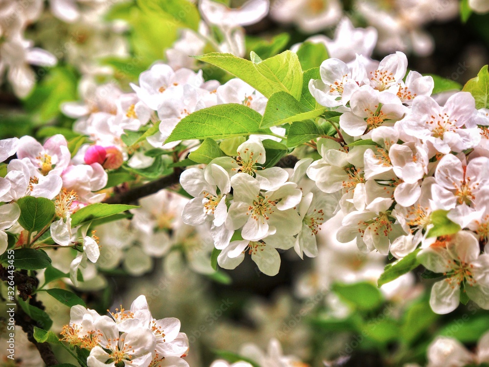 Fototapeta premium Crab Apple Blossom