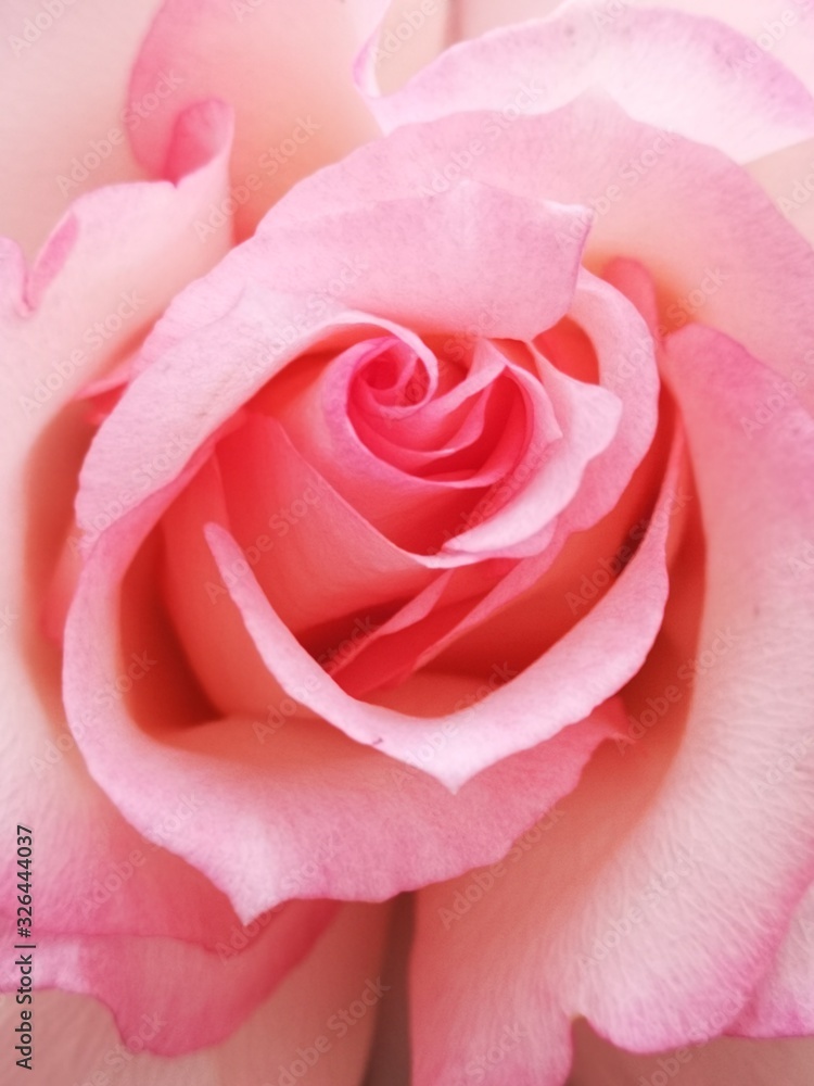 Fototapeta premium Nice pink flower of rose on background