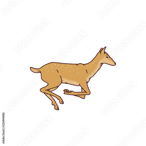 Wild deer female jumped vector outline sketch illustration isolated on white background.