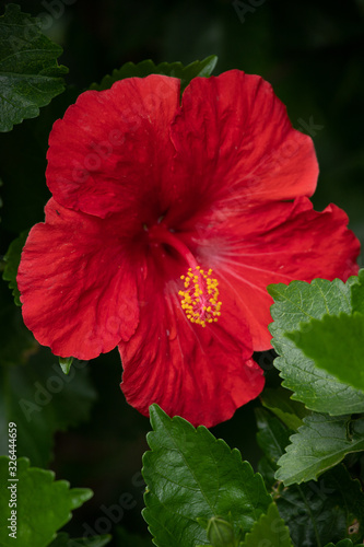 Red Flower of Hibiscus rosa-sinensis Brilliant. China Rose. Flowering background.