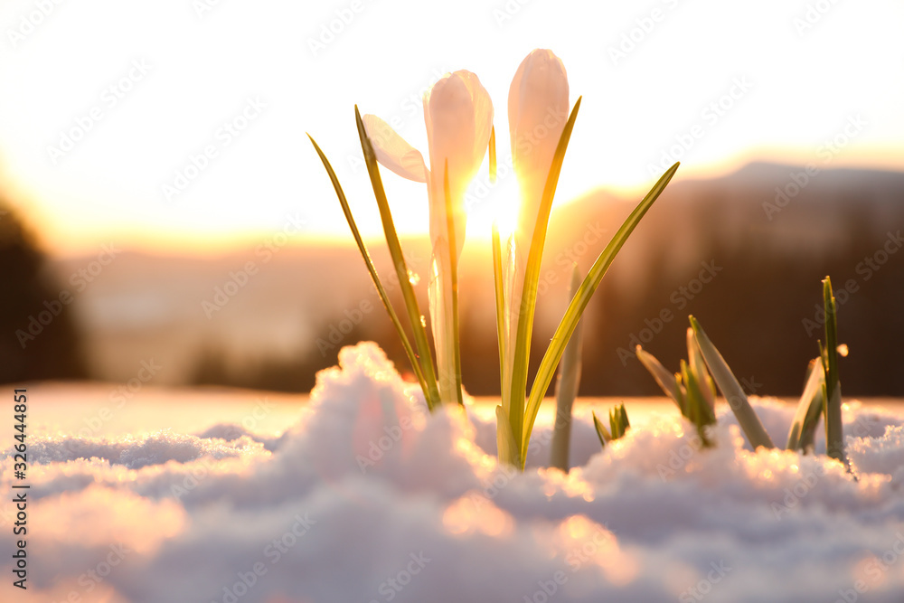 Fototapeta Piękne krokusy rosnące w śniegu. Pierwsze wiosenne kwiaty