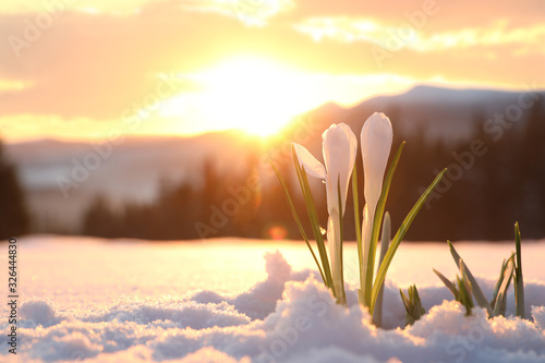 Fototapeta Naklejka Na Ścianę i Meble -  Beautiful crocuses growing through snow, space for text. First spring flowers