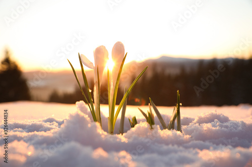 Fototapeta Naklejka Na Ścianę i Meble -  Beautiful crocuses growing through snow. First spring flowers