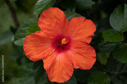 Bright orange hibiscus blossoms. Spring Colors Background. Hapiness Concept.