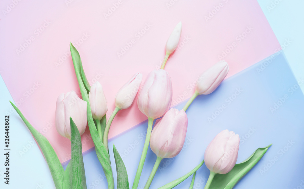 Fototapeta premium Pink tulip pastel flat lay background.