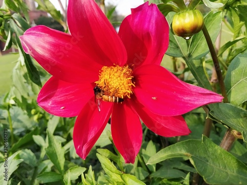 red flower in garden