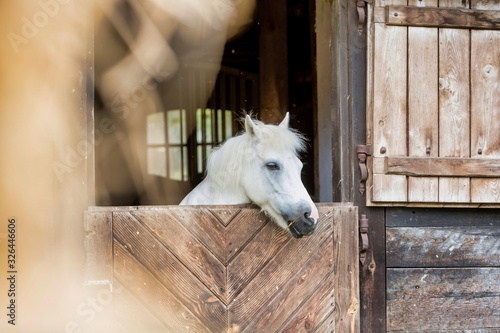 Portrait of a white horse on barn