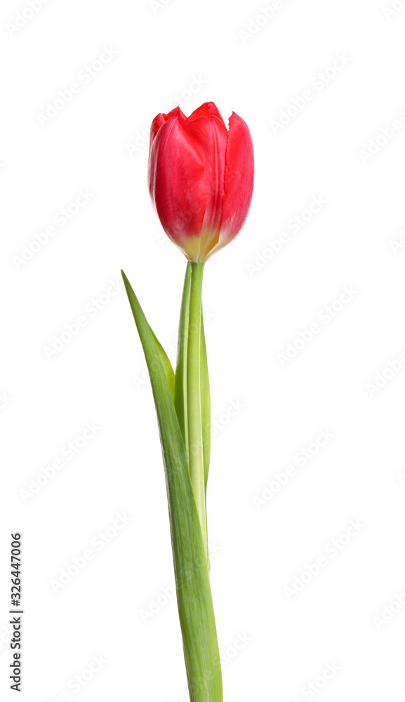 Beautiful tender spring tulip isolated on white Beautiful tender spring tulip isolated on white