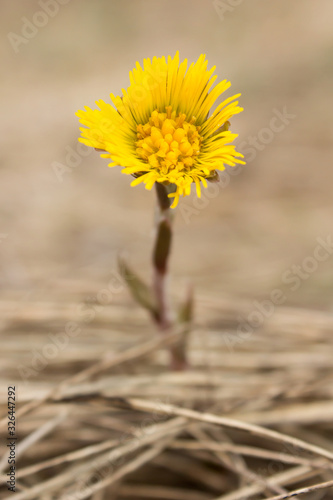 Coltsfoot (Tussilago farfara) a plant in the groundsel tribe in daisy family Asteraceae, medicinal plant for cough, found in colonies of dozens of plants in early spring. 