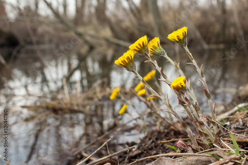 Coltsfoot (Tussilago farfara) a plant in the groundsel tribe in daisy family Asteraceae, medicinal plant for cough, found in colonies of dozens of plants in early spring.  photo