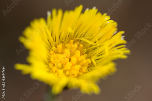 Coltsfoot (Tussilago farfara) a plant in the groundsel tribe in daisy family Asteraceae, medicinal plant for cough, found in colonies of dozens of plants in early spring. 