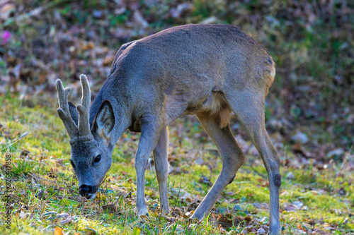 The roe deer on the forest edge