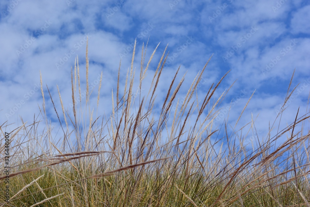 Fototapeta premium Espigas de plantas de esparto con el cielo y las nubes de fondo