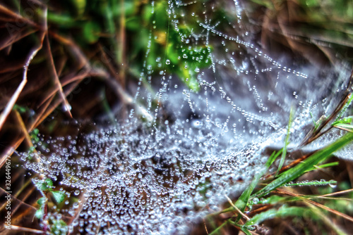 dew on spiderweb