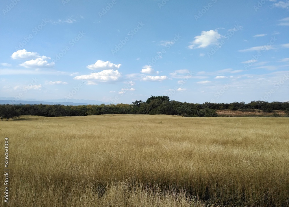 Yellow meadow