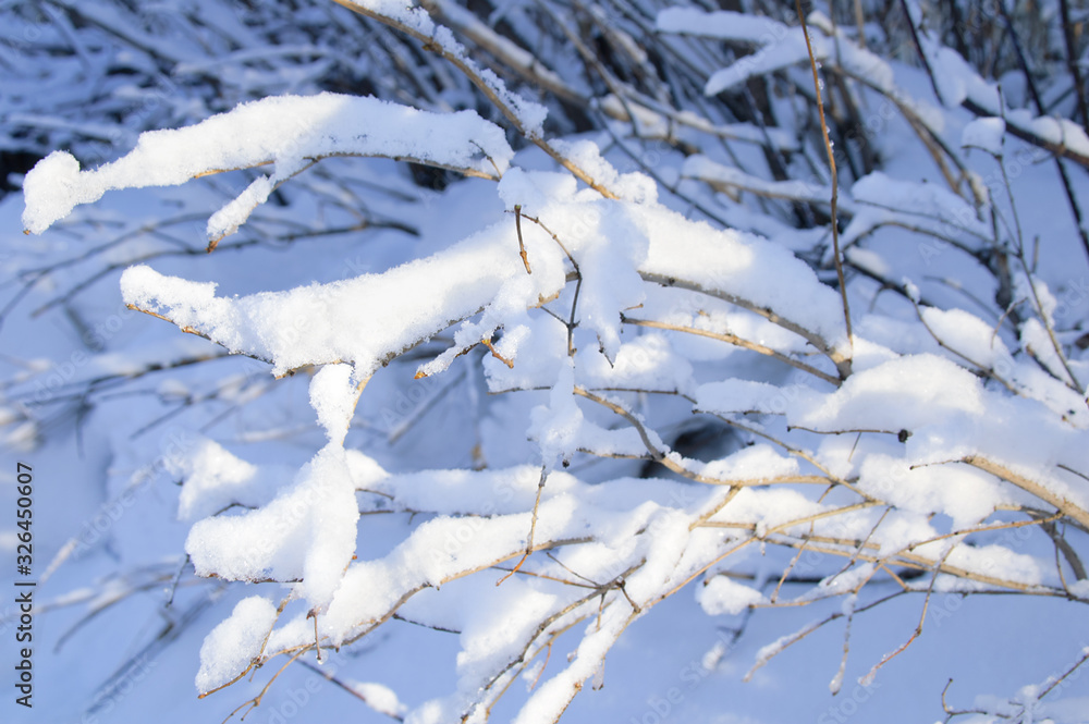 Tree branches closeup in ice and snow in the winter afternoon outdoors .