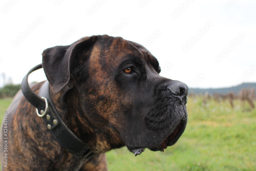 Fototapeta premium chien cane corso