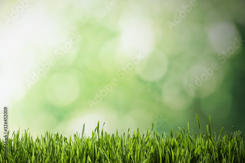 Fototapeta Naklejka Na Ścianę i Meble -  Fresh green grass on blurred background, space for text. Spring season
