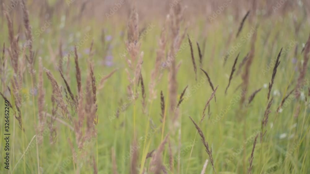 Summer field with herbs and flowers. Summer field with herbs and flowers.