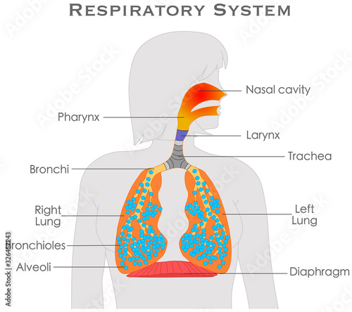 Respiratory system anatomy. Woman gray silhouette body diagram. Explanations, annotated. Organs nasal cavity pharynx diaphragm alveoli larynx bronchioles. White background. Biology illustration Vector