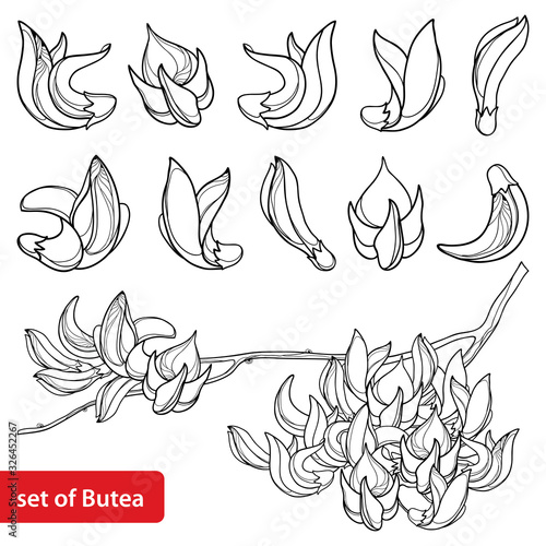 Set of outline tropical Butea or forest flame or bastard teak tree flower bunch and bud in black isolated on white background. photo