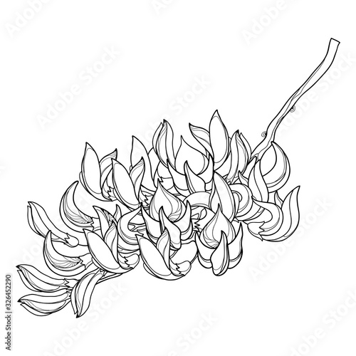Branch of outline tropical Butea or forest flame or bastard teak tree flower bunch and bud in black isolated on white background. 