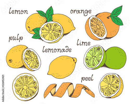 Lemons and oranges fruit vector set, lime, citrus vector illustration, isolated on white background with hand drawn text