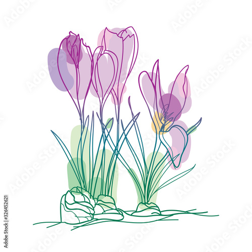 Bouquet with outline pastel purple Cyclamen or Alpine violet bunch, bud and leaf isolated on white background.