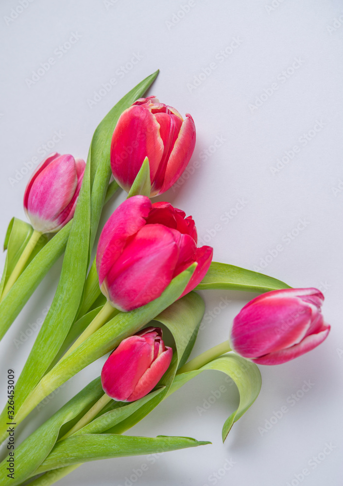 Fototapeta premium bright fresh bouquet of pink tulips on a gray background