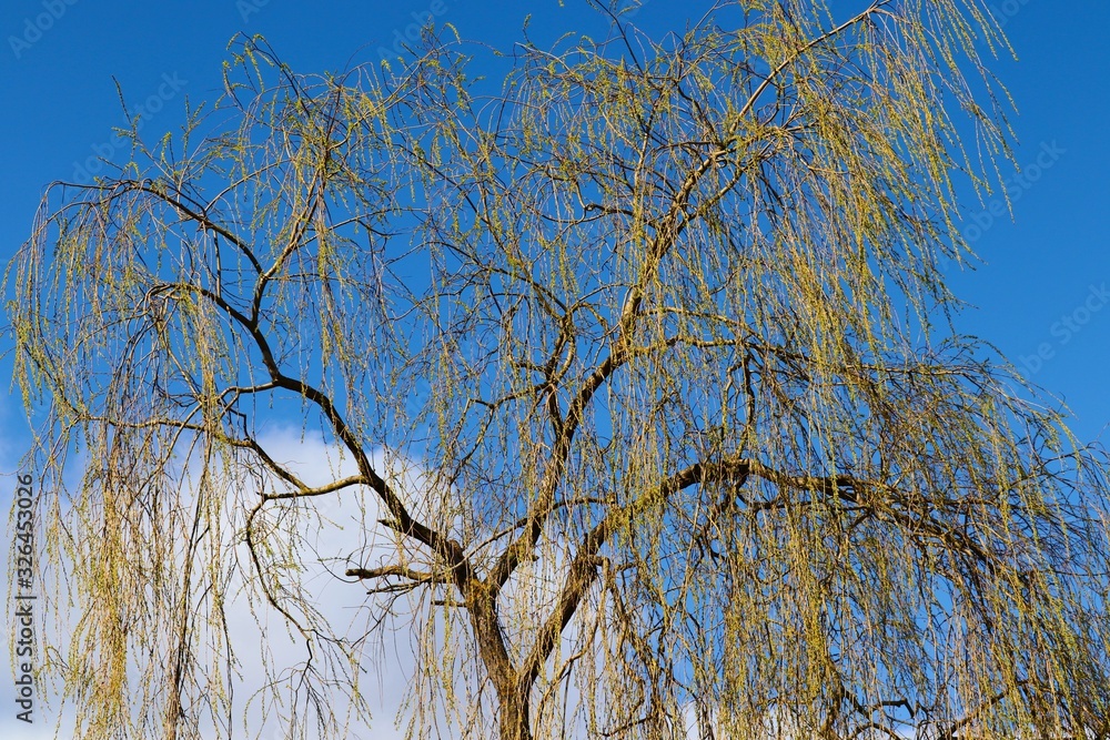 Birke im Frühling vor blauem Himmel Birke im Frühling vor blauem Himmel