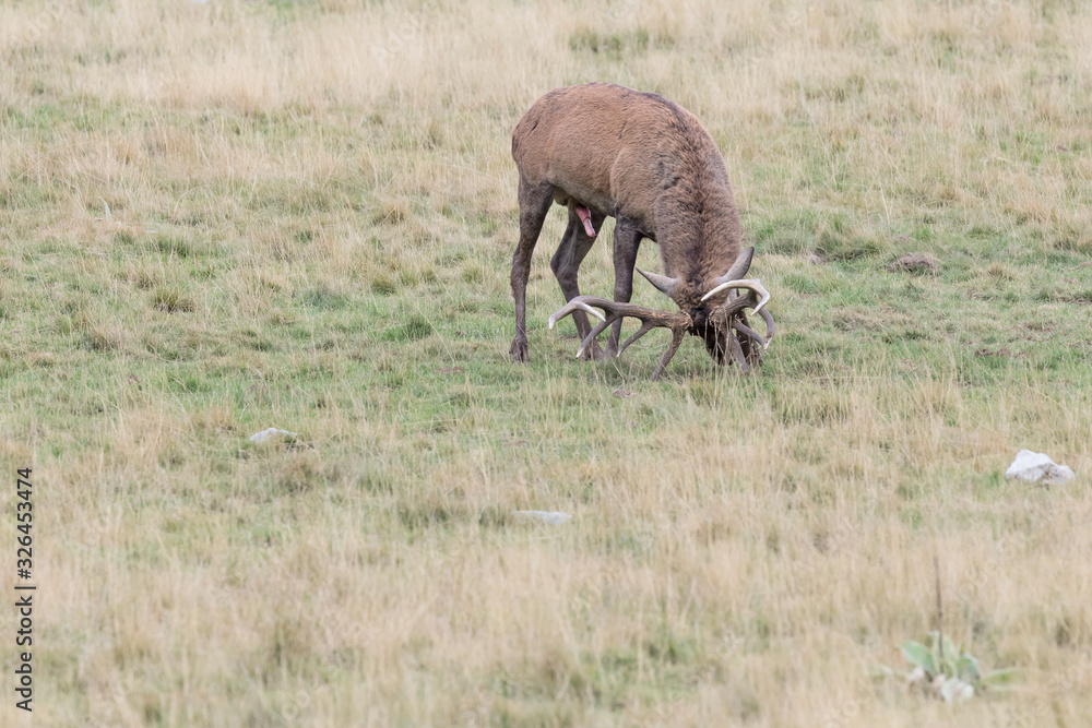 Fototapeta premium Red deer male in rutting season (Cervus elaphus)