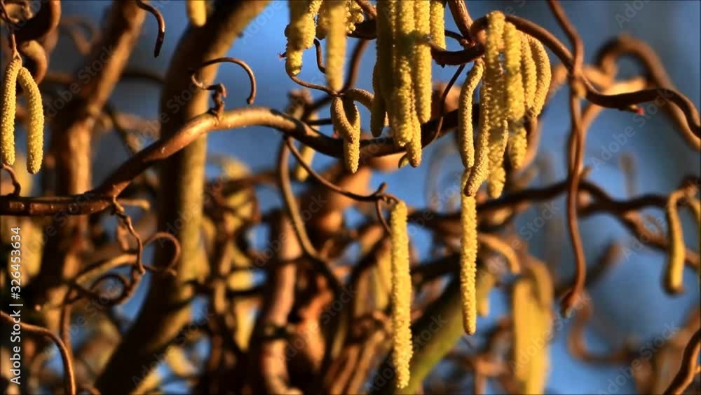 Corkscrew Hazel in spring, Corylus Avellana Contorta, Corkscrew Hazel in spring, Corylus Avellana Contorta,