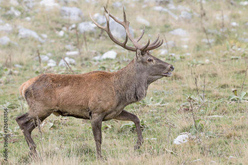 Wonderful portrait of Red deer in mountain region  Cervus elaphus 