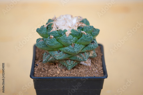 Ariocarpus fissuratus in flower pot photo