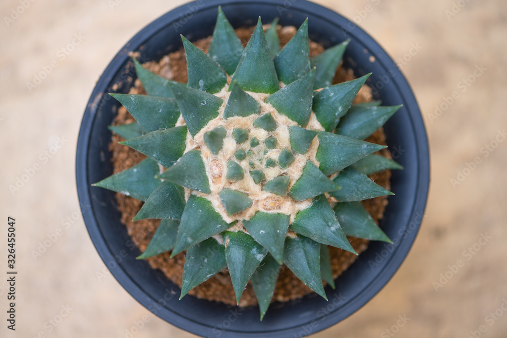 Fototapeta premium Ariocarpus trigonus with fruit in flower pot