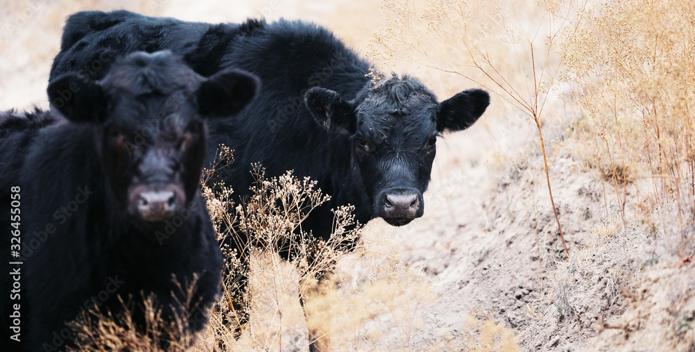 Fototapeta premium Black Angus calves being curious in field.