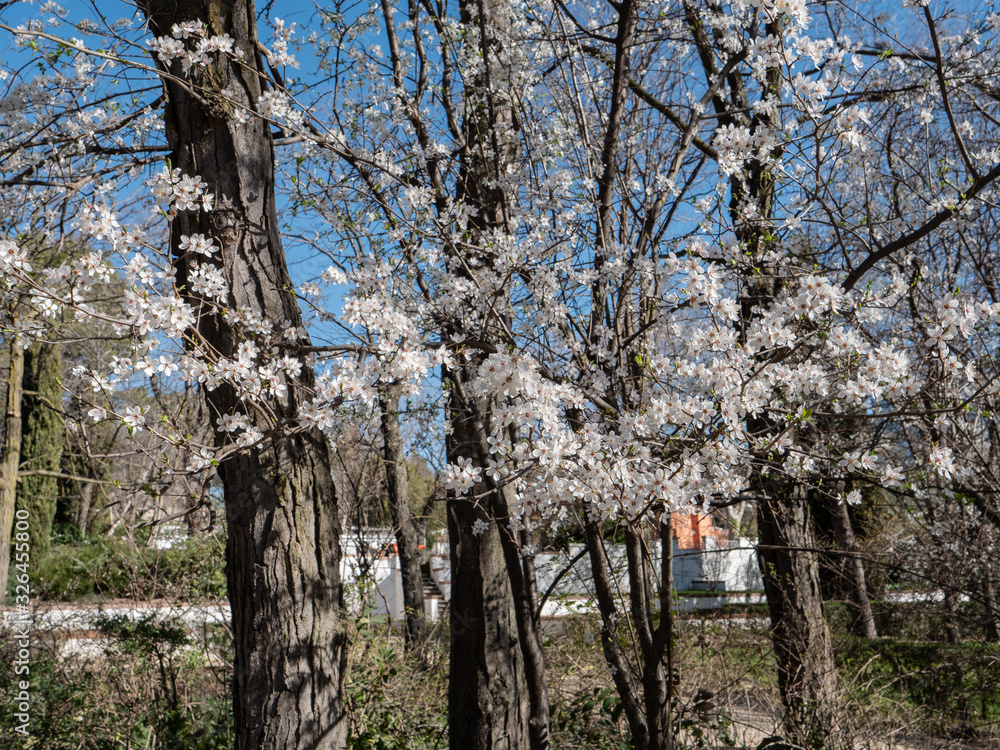 Fototapeta premium Almond tree