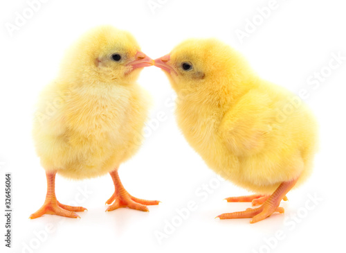 Wallpaper Mural Two yellow chicken. Torontodigital.ca