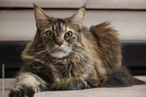 A Maine Coon cat with brown fur and green eyes looks directly at the camera. A large and fluffy domestic kitten with green eyes, tiger-striped color.