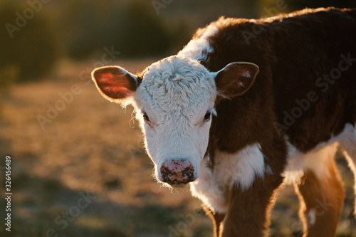 Tableau sur toile Baby cow shows Hereford calf portrait on farm.