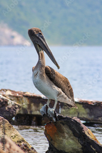 Ave Pelicano Pelecanus
