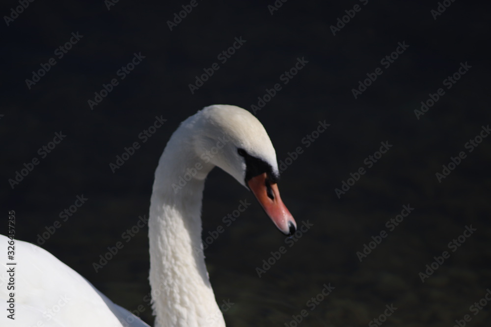 Obraz premium white swan