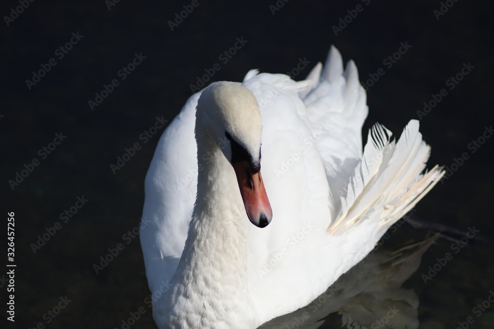 Obraz premium white swan