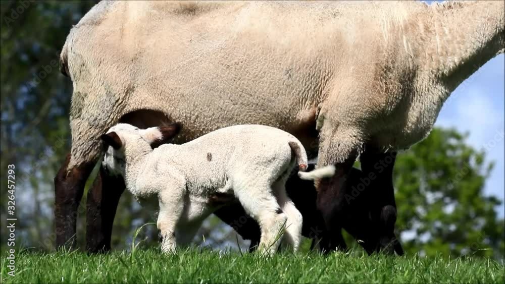 newborn lamb is sucking from mother ewe newborn lamb is sucking from mother ewe