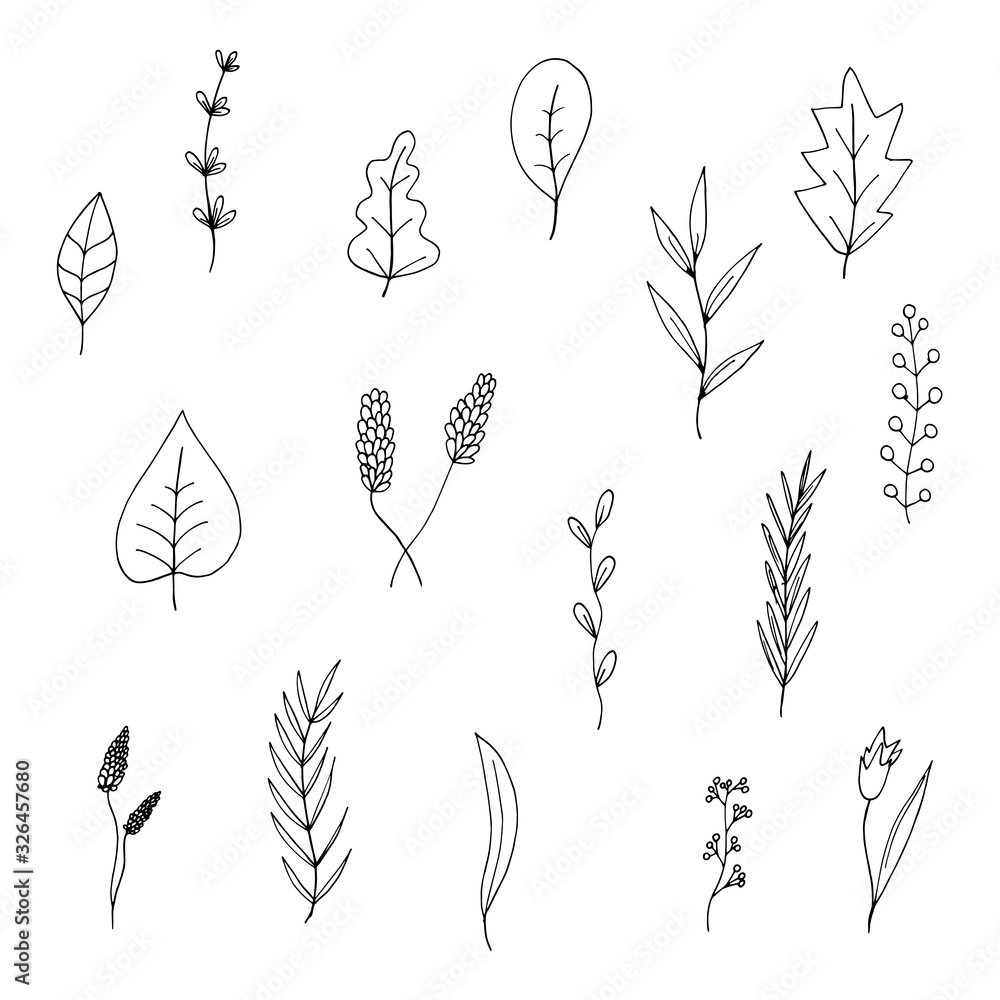 Plakat Set of simple flowers, branches and leaves in doodle style without fill. Contour plants. Outline. Isolated objects on a white background. Vector stock illustration.