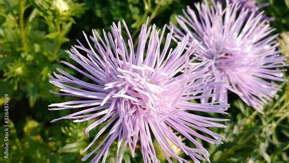 Aster flower. Natural background. Aster flowers on a clear sunny day. Aster flower. Natural background. Aster flowers on a clear sunny day.