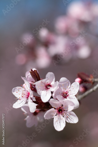 Llega la primavera