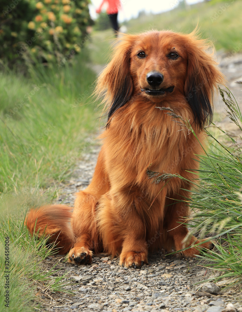 Standard long-haired dachshund sits with happy face and waits for her owner. Obedient and smooth sausage dog. A young spaghetti relax in grass. Trip in mountain. Love between owner and puppy