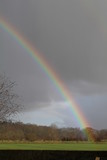a rainbow envelops a tree.